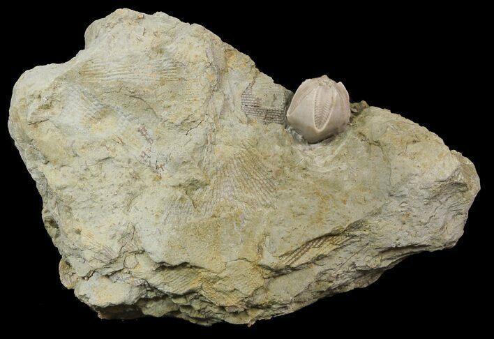 Blastoid (Pentremites) Fossil - Illinois #48662